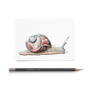 Kunstdruck DIN A6 Schnecke
