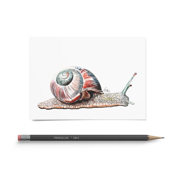 Kunstdruck DIN A6 Schnecke
